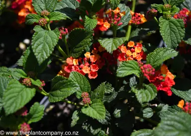 lantana-luscious-marmalade--1