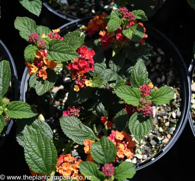 lantana-luscious-marmalade--2