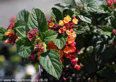 lantana-luscious-marmalade--3