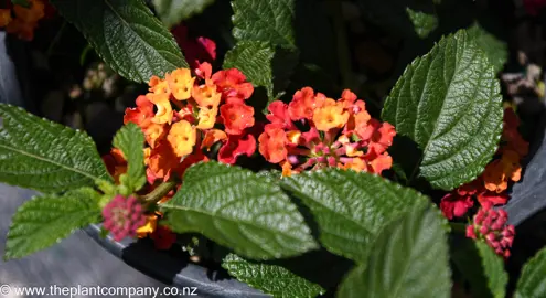 lantana-luscious-marmalade--4