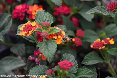 lantana-luscious-marmalade--5