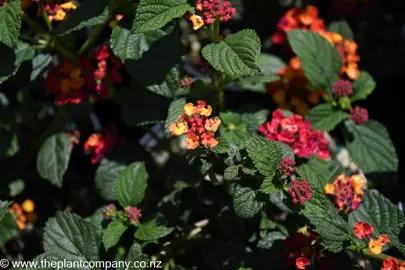 lantana-luscious-marmalade-