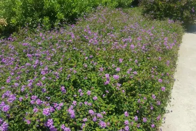 lantana-montevidensis-purple--1