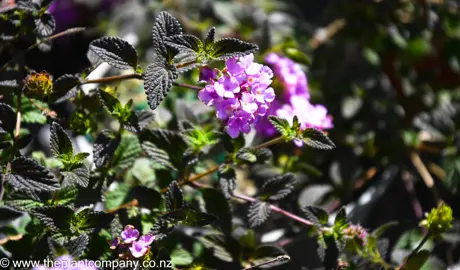 lantana-montevidensis-purple--2