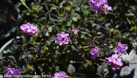 lantana-montevidensis-purple--3