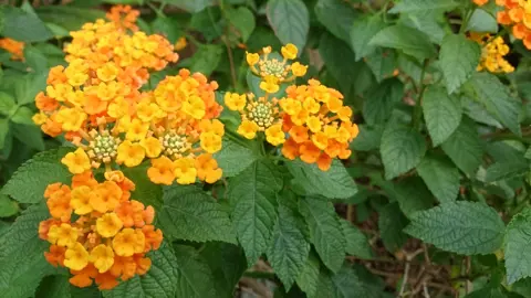 lantana-sundance-