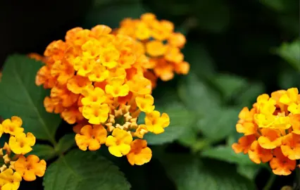 lantana-sundance-1