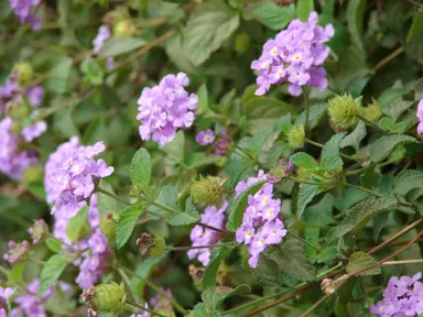 lantana-montevidensis-white-