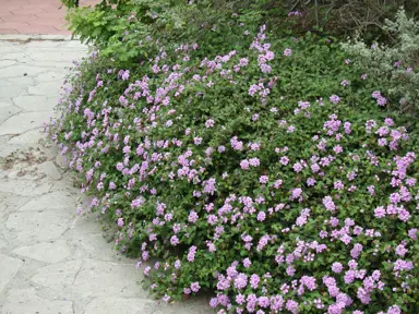 lantana-montevidensis-white-1