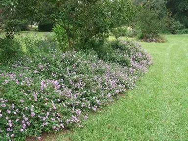 lantana-montevidensis-white-2