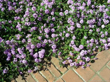 lantana-montevidensis-white-3