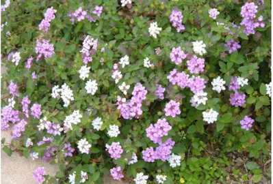 lantana-lavender-swirl-