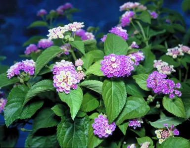 lantana-lavender-swirl-1