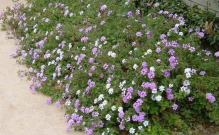 lantana-lavender-swirl-2