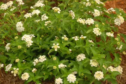 lantana-white-lightning-1