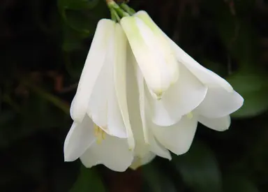 Lapageria 'Rosea Alba' white flowers.