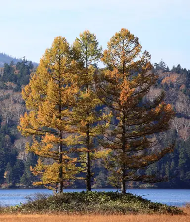 larix-kaempferi-1