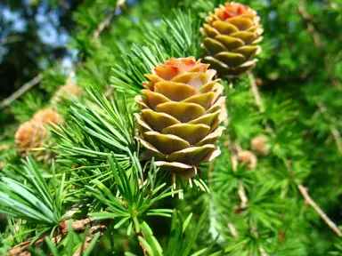 larix-kaempferi-3