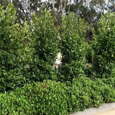 Laurus 'Miles Choice' trees with green foliage.