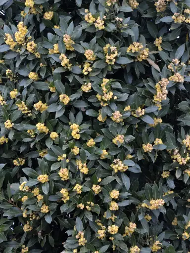 Dark green foliage on Laurus nobilis and yellow flowers.