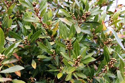 Laurus nobilis lush foliage.