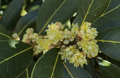 Dark green leaves on Laurus nobilis and yellow flowers.