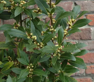 Laurus nobilis foliage and flowers.