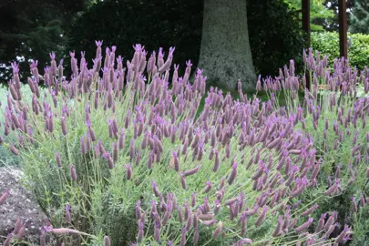 Lavandula stoechas plants with purple-pink flowers.