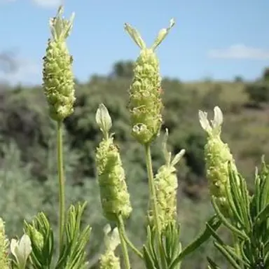 Lavandula viridis plant with yellow-green flowers.