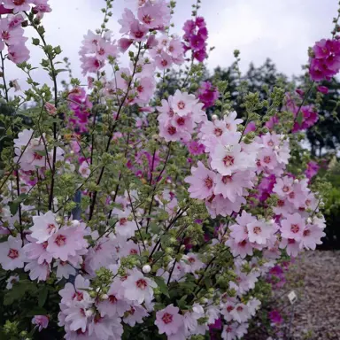 Lavatera 'Barnsley' plant with pink flowers.