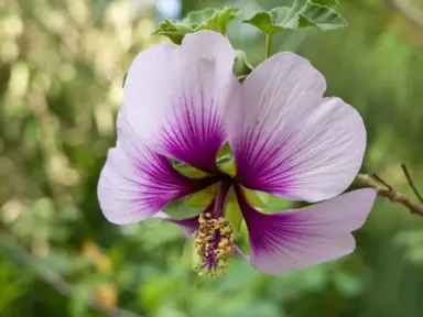 Lavatera maritima shrub with a pink flower.