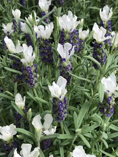 Lavender 'Castilliano White' plant with white and purple flowers.