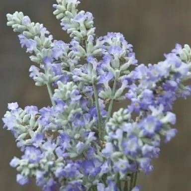 Lavender Grace Leigh light blue flowers.