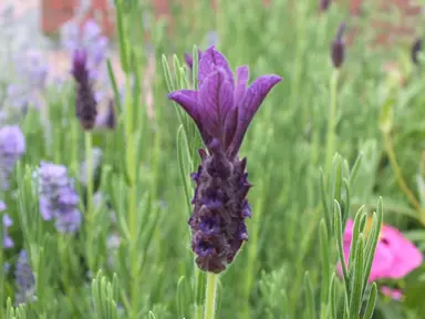 Lavender 'Helmsdale' plant with purple flowers and green foliage.