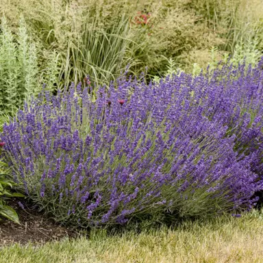 Lavender 'Imperial Gem' shrub with pruple flowers.