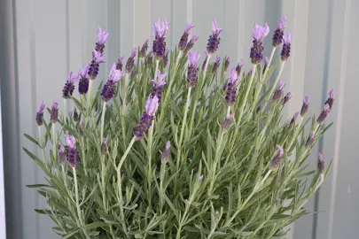 Lavender 'Marshwood' plant with pink flowers and green foliage.