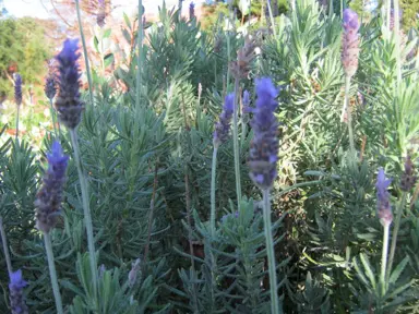 Lavender 'My Choice' plant with blue flowers and grey foliage.