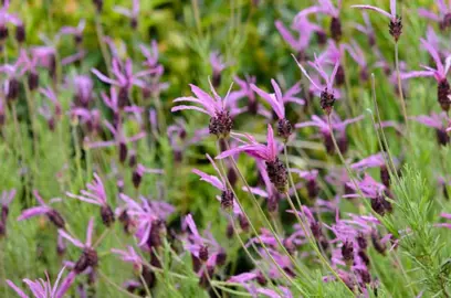 Lavandula pedunculata plant with pink flowers.