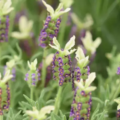 Lavender 'Pretty Polly' flowers and foliage.