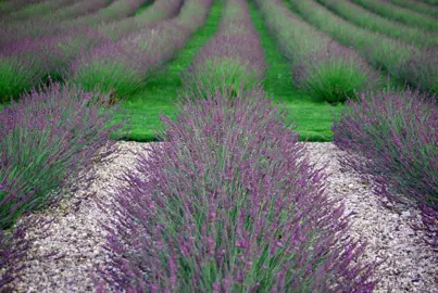 Lavender 'Pure Platinum' plant with dark pink flowers and green foliage.