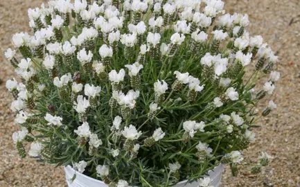 Lavender 'Snow Princess' plant in a pot with white flowers.