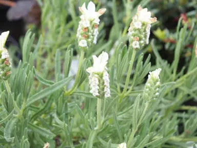 Lavender 'Snowman' plant with white flowers and green foliage.