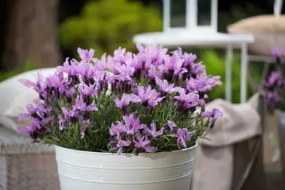 Lavender 'The Queen' shrub with pink flowers.