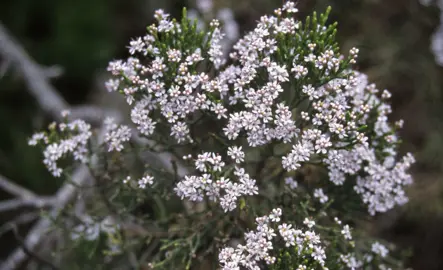 Leonohebe cupressoides foliage and light pink flowers.