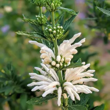 Leonotis kimba alba white flower.