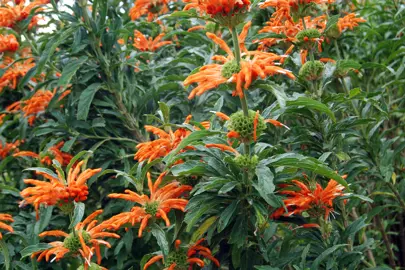 Leonotis leonurus shrub with masses of orange flowers.