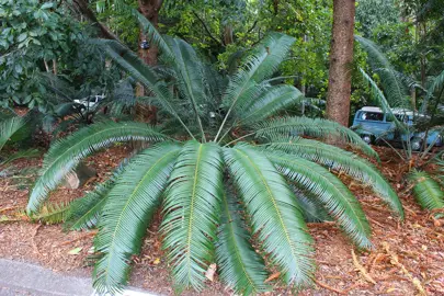 lepidozamia-peroffskyana-5