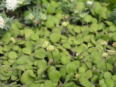 Leptinella rotundifolia plant with green leaves.