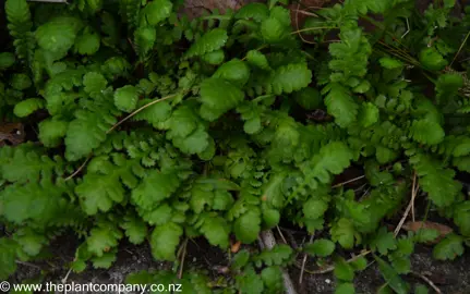 Leptinella traillii with green foliage growing as a groundcover.