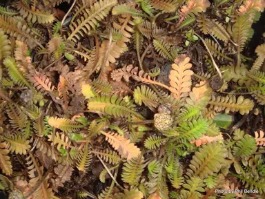 leptinella-dioica-